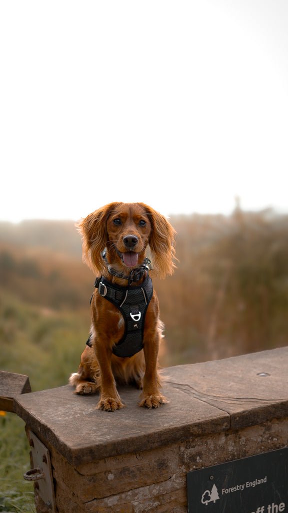 Toby
